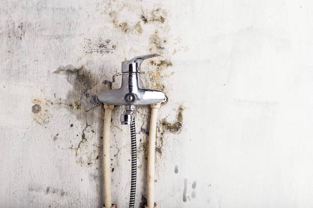 Best Local Mold Removal Service  in Lake Placid, FL