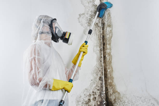 Best Black Mold Removal  in Lake Placid, FL