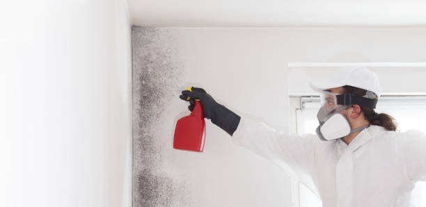 Best Mold Damage Repair  in Lake Placid, FL