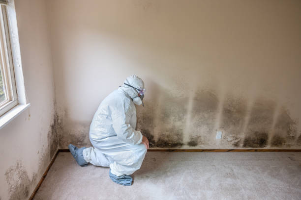 Crawl Space Mold Removal in Lake Placid, FL