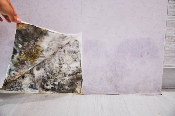 Best Commercial Mold Removal  in Lake Placid, FL